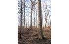 Property photo 20 - 44 Acres Offered in 3 Tracts